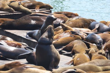 Fok balıkları San Francisco 'da 39. rıhtımda dinleniyor ve yüzüyor.