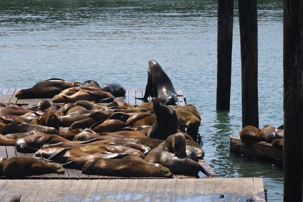 Zeehonden Rusten Zwemmen Pier San Francisco — Stockfoto