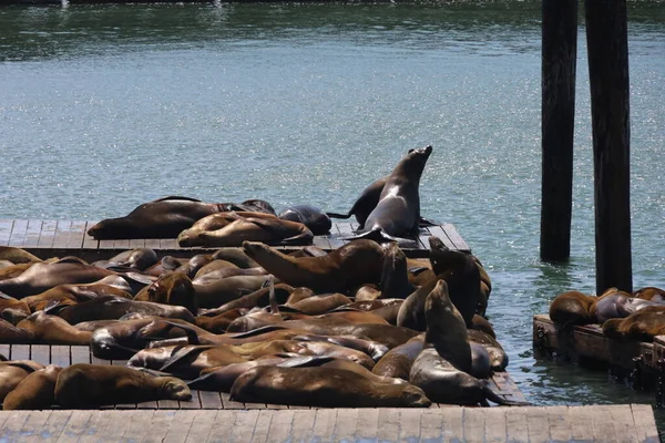 Robben Ruhen Und Schwimmen Pier San Francisco — Stockfoto
