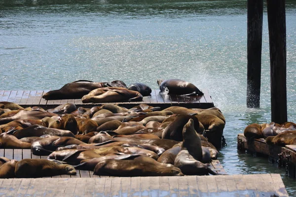 Zeehonden Rusten Zwemmen Pier San Francisco — Stockfoto