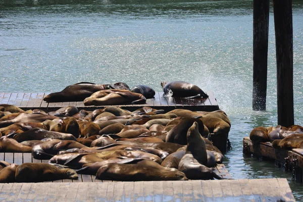 Robben Ruhen Und Schwimmen Pier San Francisco — Stockfoto