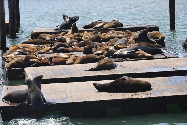 Sellos Descansando Nadando Muelle San Francisco — Foto de Stock