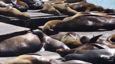 San Francisco 39. rıhtımdaki deniz aslanları ve fokları.