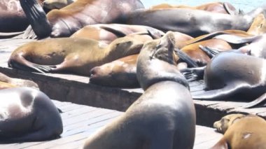 San Francisco 39. rıhtımdaki deniz aslanları ve fokları.
