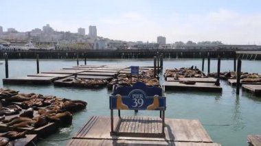 San Francisco 39. rıhtımdaki deniz aslanları ve fokları.