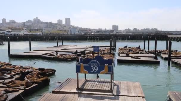 Leões Marinhos Focas Cais São Francisco — Vídeo de Stock