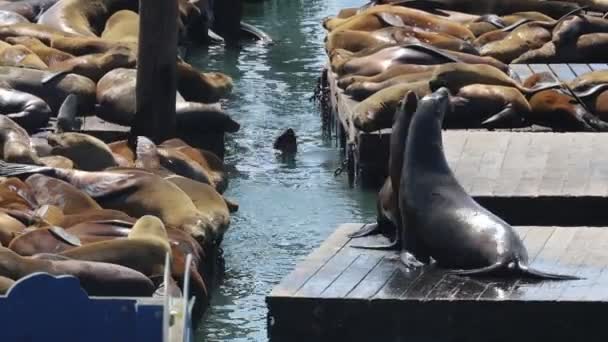 Морські Леви Тюлені Пірсі Сан Франциско — стокове відео