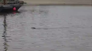 Okyanusta yüzen su samuru