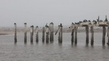 Yat limanında bir direkte oturan kuşlar