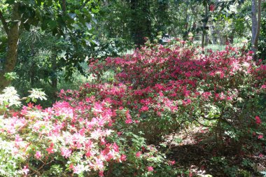 5 / 10 / 2021: Woodside, California: Filoli 'deki bahçe ve binaların manzarası