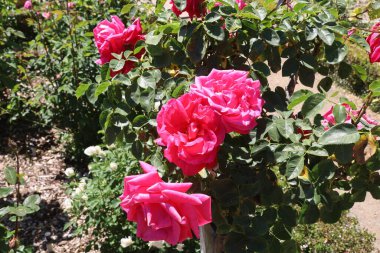 5 / 10 / 2021: Woodside, California: Filoli 'deki bahçe ve binaların manzarası