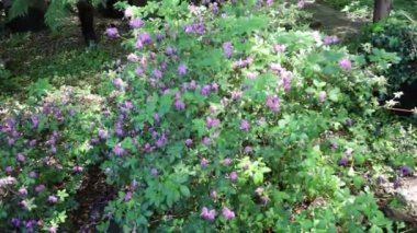Filoli Estate, Wood Side, California 'da Çiçekler ve Bahçeler