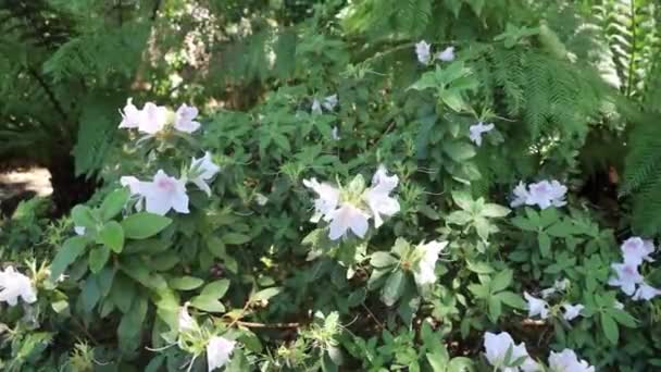 Kwiaty Ogrody Filoli Estate Wood Side Kalifornia — Wideo stockowe