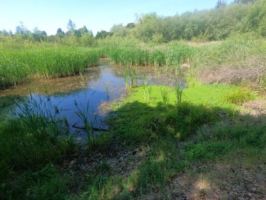 Don Castro dinlenme alanında doğa yürüyüşü