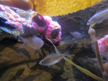 San Francisco Körfezi 'nin Hayvanların, Balıkların ve Ambiyenlerin Fotoğrafları