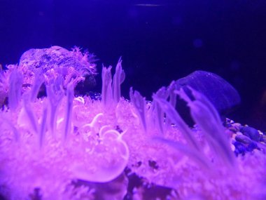 San Francisco Körfezi 'ndeki AJelly Fish' in fotoğrafları.