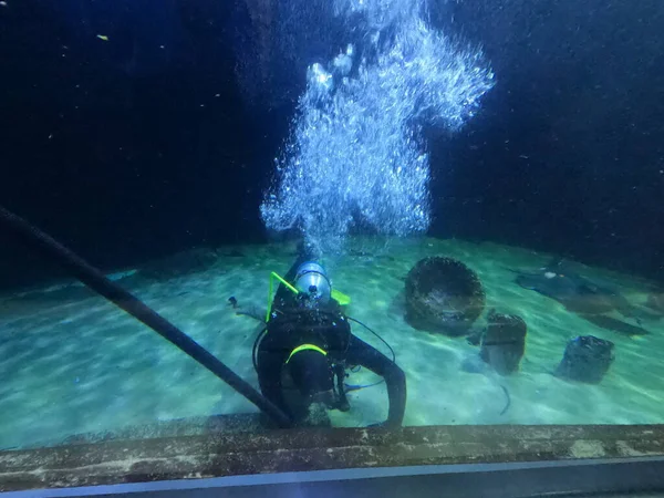 サンフランシスコ湾の水中のスキューバダイバーの写真 — ストック写真