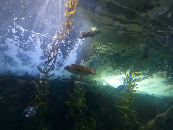 Фотографии Животных Рыб Амфибий Залива Сан Франциско — стоковое фото