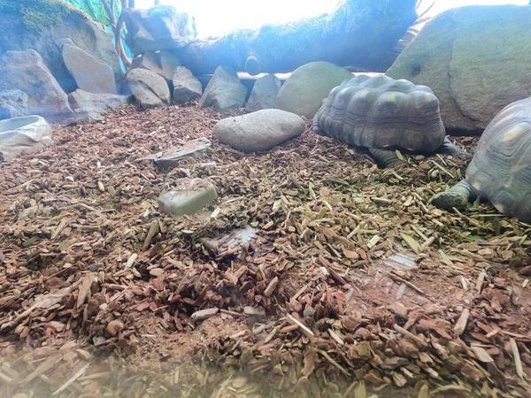Photos Two Turtles Mating San Francisco Bay — Stock Photo, Image