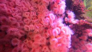 Resiflerin, alglerin, balıkların ve diğer sualtı canlılarının videoları.