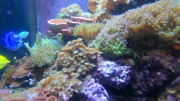 Balıklar Köpekbalıkları Iğneler Mercan Resifleri — Stok video