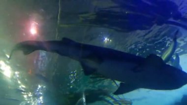 Balıklar, köpekbalıkları, iğneler ve mercan resifleri.