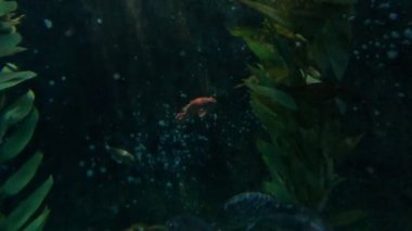 Balıklar, köpekbalıkları, iğneler ve mercan resifleri.