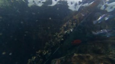 Jelly fish in the water