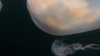 Jelly fish in the water