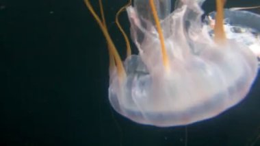 Jelly fish in the water