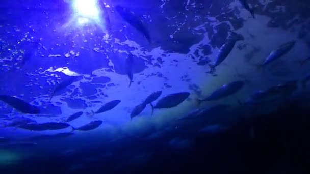 Ryby Rekiny Płaszczki Rafy Koralowe — Wideo stockowe