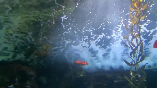 Peces Tiburones Rayas Arrecifes Coral — Vídeo de stock