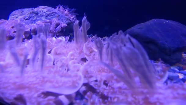 Риби Акул Стукаючі Промені Коралові Рифи — стокове відео