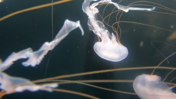 Jelly Fish Water — Stock Video