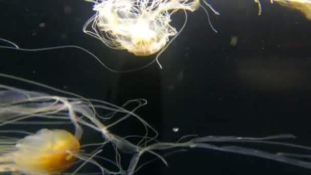 Медузы Воде — стоковое видео