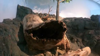 Otter in a tree nest