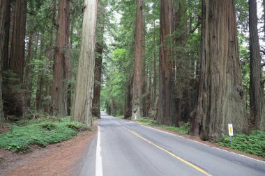 Redwoods in Humboldt county califonia clipart