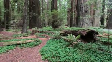 Humboldt Eyaleti, Redwood ve Park
