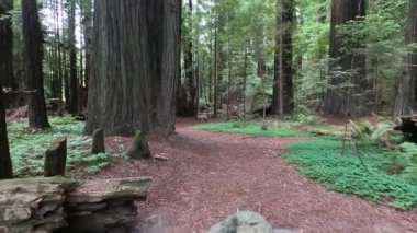 Humboldt Eyaleti, Redwood ve Park