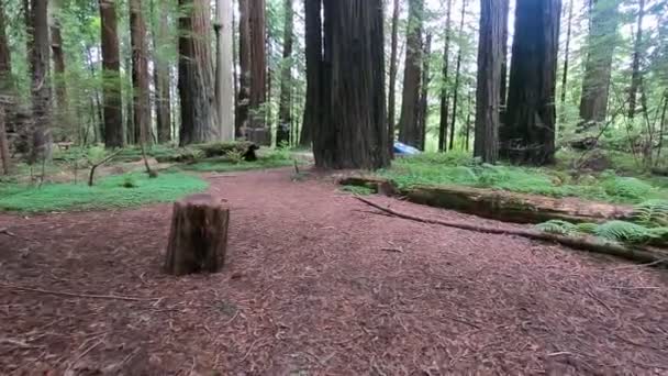 Estado Humboldt Secuoyas Parque — Vídeo de stock