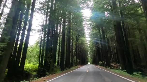 Guidare Attraverso Parco Nazionale Delle Sequoie — Video Stock