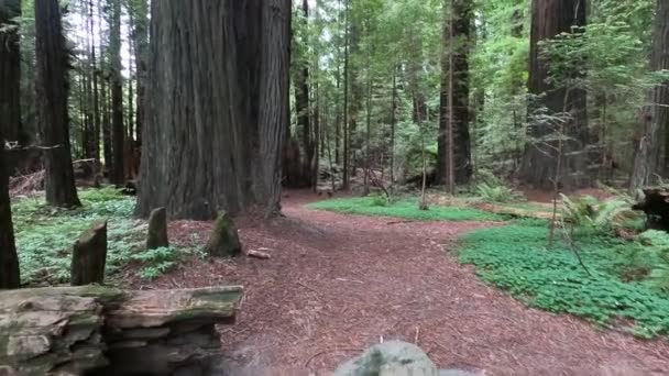Humboldt Staat Redwoods Park — Stockvideo