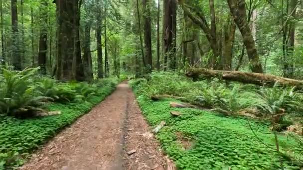 Humboldt State Redwoods Park — Stock Video