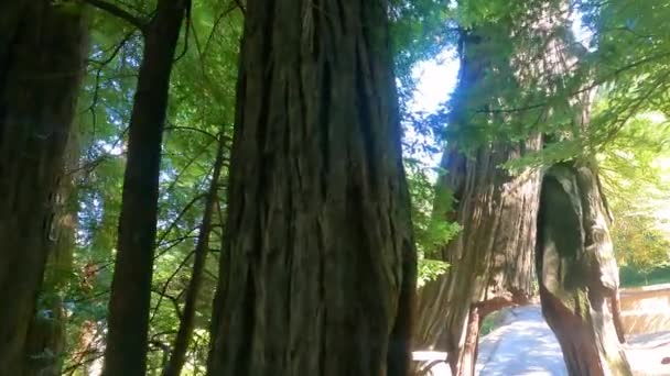 Stato Humboldt Sequoie Parco — Video Stock