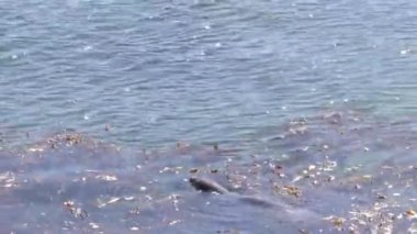 Pont Lobos Eyalet Parkı, California 'da. Plajlar, kayalıklar ve kum