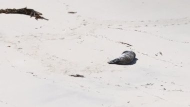 Lobos California sahilindeki foklar ve deniz aslanları.