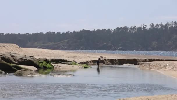 Playas Carmel California — Vídeo de stock