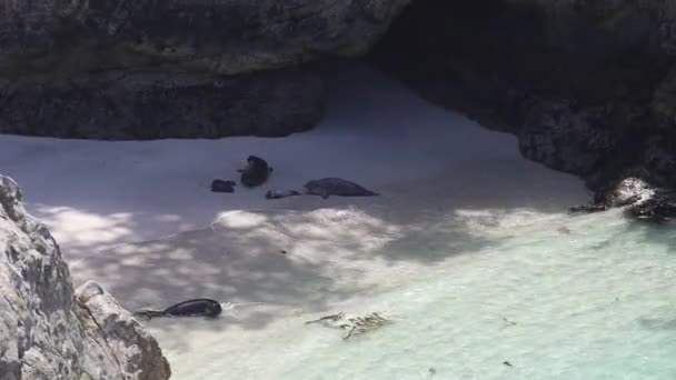 해변에 물개와 바다사자 지점에 로보스 칼리프 — 비디오
