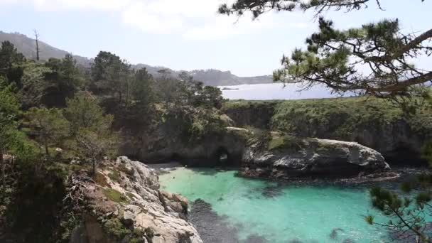 Sigilli Leoni Marini Una Spiaggia Punto Lobos California — Video Stock
