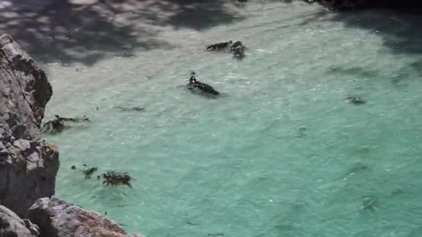 Tätningar Och Sjölejon Strand Punkt Lobos Kalifornien — Stockvideo